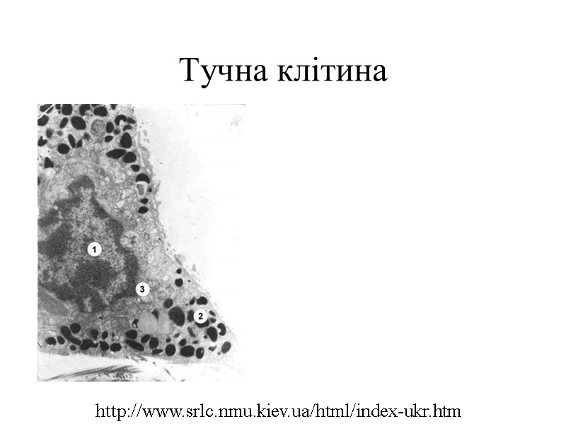 Тучна клітина http://www.srlc.nmu.kiev.ua/html/index-ukr.htm